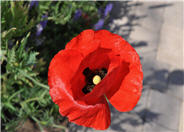 Papaver rhoeas