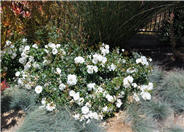 Rosa Ground Cover varieties