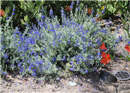 Salvia chamaedryoides