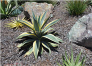 Agave weberi 'Arizona Star'