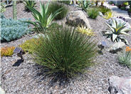 Chondropetalum tectorum 'El Campo'