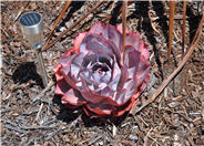 Echeveria 'Afterglow'