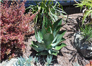 Agave bovicornuta