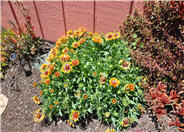 Gaillardia 'Fanfare'