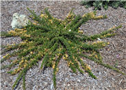 Grevillea 'Molonglo'