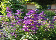 Penstemon 'Purple'