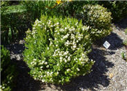 Myrtus communis 'Compacta'