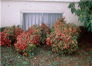 Nandina domestica 'Compacta'