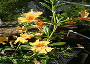 Mimulus aurantiacus