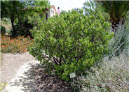 Arctostaphylos manzanita 'Dr. Hurd'