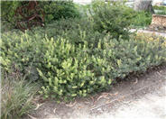 Arctostaphylos 'Pacific Mist'