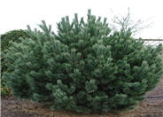 Pinus sylvestris 'Nana'