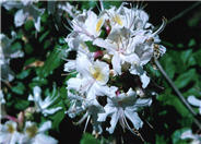 Rhododendron occidentale