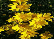 Euryops pectinatus