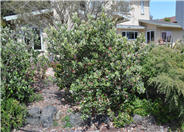 Pineapple Guava, Feijoa