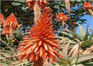 Aloe arborescens