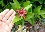 Calycanthus occidentalis