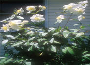 Carpenteria californica 'Elizabeth'