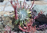 Dudleya brittonii