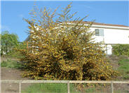 Fremontodendron californicum