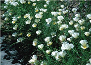 Eschscholzia californica 'White'