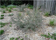 Melaleuca incana