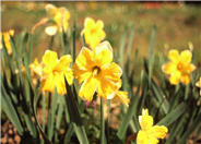 Narcissus 'Mistrial'