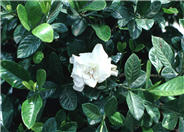 Gardenia augusta 'Veitchii'