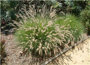 Pennisetum orientale