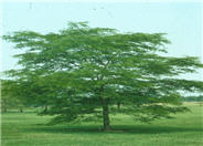 Gleditsia tricanthos 'Shademaster'