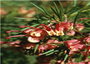 Grevillea 'Noellii'