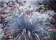 Festuca amethystima 'Superba'