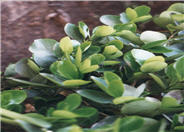 Griselinia littoralis