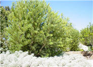 Hakea suaveolens