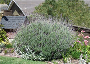 Lavandula angustifolia 'Hidcote'