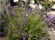 Lavandula angustifolia 'Munstead'