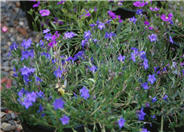 Lithodora diffusa 'Grace Ward'