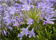 Agapanthus praecox  ssp. orientalis