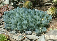 Senecio mandraliscae