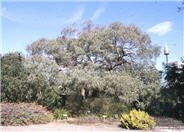 Eucalyptus nicholii