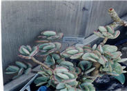 Crassula arborescens