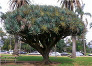 Dracaena draco