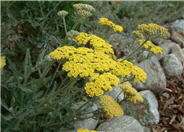 Achillea 'Moonshine'