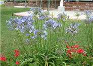 Agapanthus 'Peter Pan'