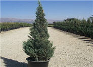 Juniperus chinensis 'Blue Point'