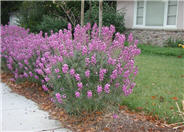 Erysimum 'Bowles Mauve'