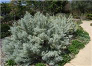 Artemisia arborescens