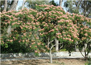 Albizia julibrissin