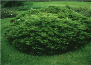 Juniperus sabina 'Arcadia'