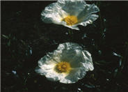 Cistus ladanifer latifolius